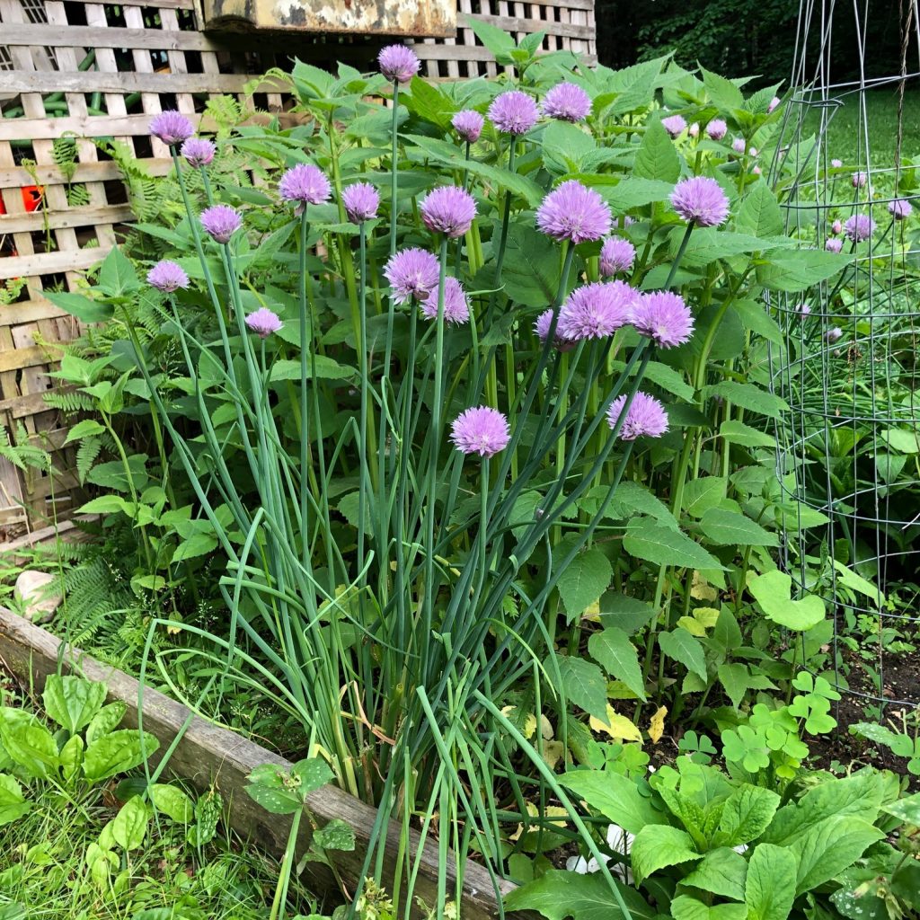 chives in the garden